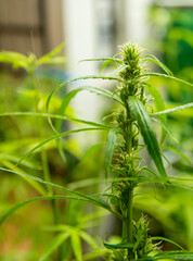 Cannabis Weed hermaphrodite Female Male Marijuana Plant Seeds