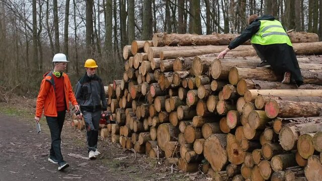 A manager in a helmet shows the work to a logging assistant. Stacked trees. The worker takes a measurement. Working communication, safety precautions.