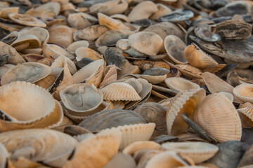 multicolored river seashells lie chaotically on the sand next to the sea. Macro photography. Close-up background concept, copy space