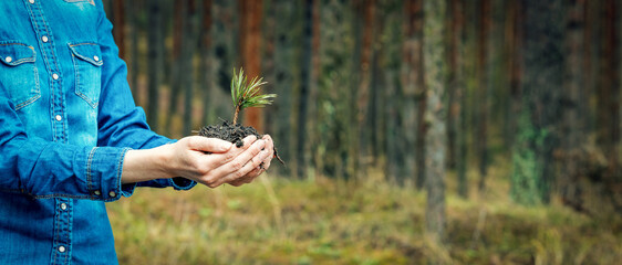 planting a forest and reforestation concept - hands holding pine tree seedling. banner copy space - obrazy, fototapety, plakaty