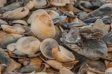 multicolored river seashells lie chaotically on the sand next to the sea. Macro photography. Close-up background concept, copy space