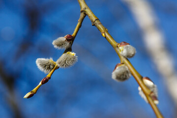 Easter and spring nature scenery with pussy-willow blossoms on uncut branches under the sunlight on blue sky background. Pussy willow twigs with catkins.  Beautiful springtime scenery. Selective focus