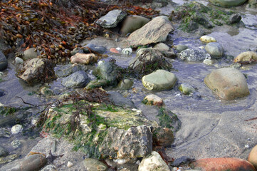 moss on the rocks