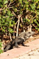 Portrait of a Black spiny-tailed iguana, Ctenosaura similis, Riviera Maya, Mexico	