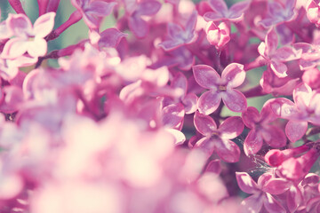 Branch of blossoming lilac isolated on blur background.