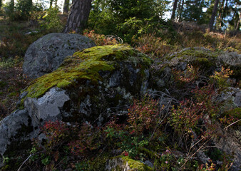Mossy Stone in Forest