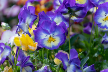 カラフルパンジー