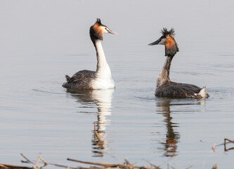 Two grebes are floating on the lake.