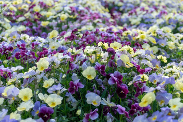 カラフルパンジー