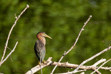 Green Heron perched on a branch