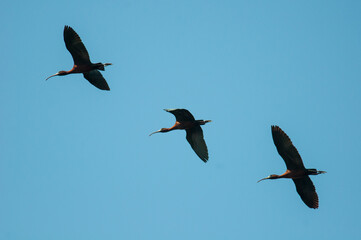 Three Glossy Ibis in flight with blue sky