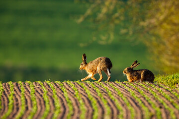 A wild hare on a field