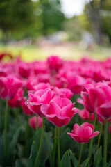 ピンクチューリップ