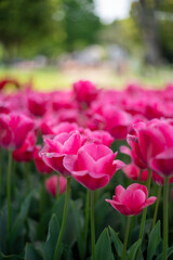 ピンクチューリップ