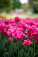 ピンクチューリップ