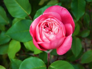 Pink Rose