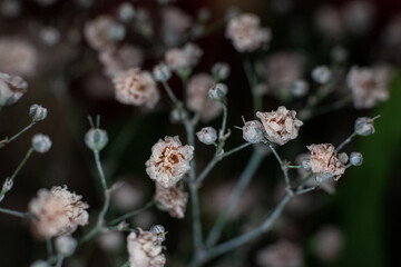 Gypsophila flowers on dark background
