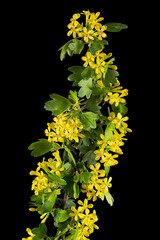 Young twig of black curran with flowers and foliaget, isolated on black background