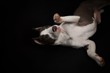 American Staffordshire Terrier looking up. The dog lies on its back. Portrait of a dog.