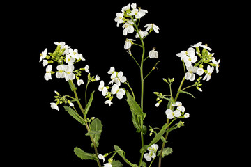 Flowers of arabis, isolated on black background