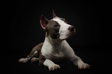American staffordshire terrier. Portrait of a dog.