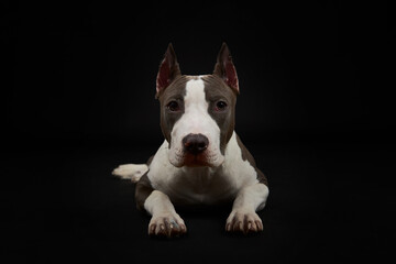 Portrait of a dog. American Staffordshire Terrier .