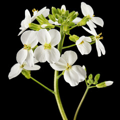 Flowers of arabis, isolated on black background