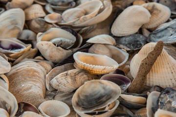 multicolored river seashells lie chaotically on the sand next to the sea. Macro photography. Close-up background concept, copy space