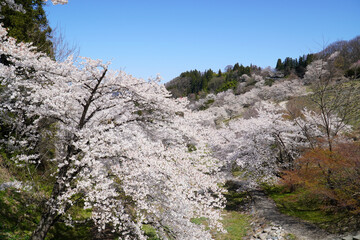 陸郷の山桜