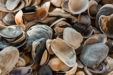 multicolored river seashells lie chaotically on the sand next to the sea. Macro photography. Close-up background concept, copy space