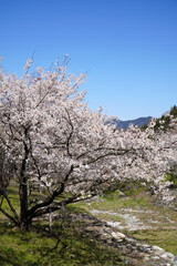 陸郷の山桜