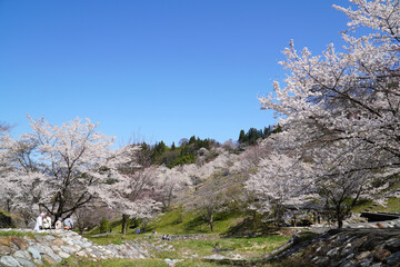 Fototapeta na wymiar 陸郷の山桜