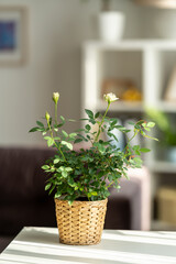beautiful blooming white rose in a wicker pot stands on a white table against the background of a bright room. Spring mood. Women's holiday. Floral fragrance. Cozy house