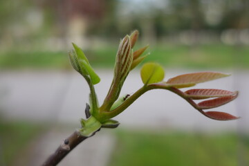 The Budding Walnut Tree in Spring 