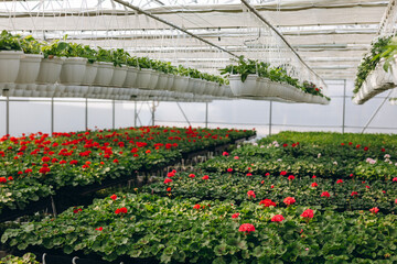 Spring greenhouse full of colorful geraniums ready for business.