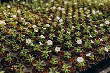 Concept appearance of life - sprout with flower from soil close up in greenhouse.