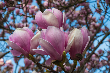 Rosa Magnolienknospen