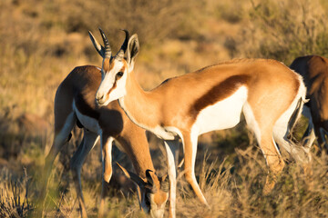 Springbok (Antidorcas marsupialis) antelope in the sunset portrait in the wild at Karoo national park, South Africa