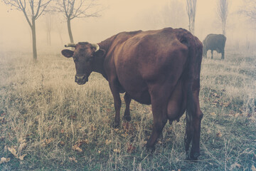 Walking the cows in the autumn time in a foggy forest