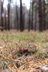 Beautiful edible mushroom in a pine forest