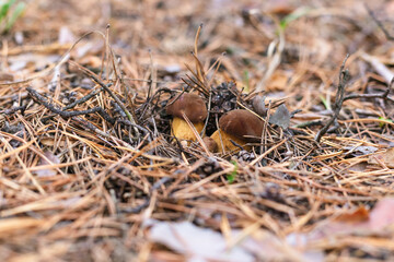Beautiful edible mushroom in a pine forest