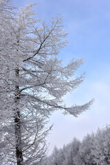 Winter snow-covered landscape of Taegisan Mountain, South Korea
