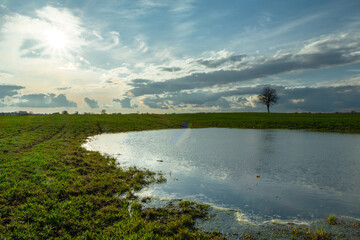 Flooded field with water and a tree to the horizon, Czulczyce, Poland