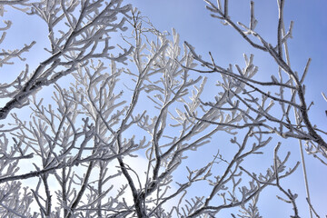 Obraz premium Winter snow-covered landscape of Taegisan Mountain, South Korea