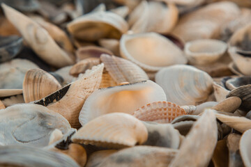 multicolored river seashells lie chaotically on the sand next to the sea. Macro photography. Close-up background concept, copy space