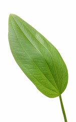 green leaf isolated on white