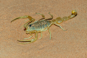 Shield Tailed Scorpion (Apistobuthus pterygocercus) in the middle east on the sand at night. (side view)