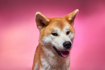 Akita inu. The dog smiles. The dog is happy.