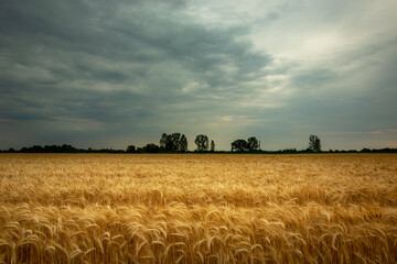Fototapeta premium Triticale field and dark clouds on the sky, Nowiny, Poland