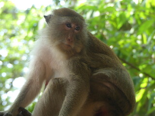 Macaque sitting on a tree